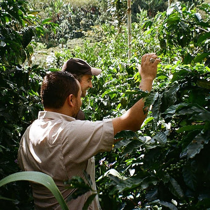 CRU Kafe Discovery Set Organic Coffee Pod, 50 Pods (5 Packs of 10 Coffee Capsules) Compatible with Nespresso OriginalLine