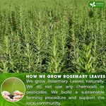 Load image into Gallery viewer, FreshDrinkUS, Premium 135 Rosemary Leaf Tea Bags, 100% Natural and Pure Rosemary Dried Leaves, Pure Herbal Tea, No Additives, No Caffeine, No Gluten, Vegan. (135 Tea Bags)