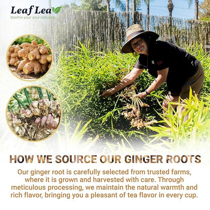 LeafLea 160 Ginger Tea Bags, Pure Ginger Root Herbal Tea, Spicy & Comforting, Supports Digestion & Immune Health, Caffeine Free, Sugar Free, Non-GMO, Vegan, Individually Wrapped for Freshness
