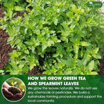 Load image into Gallery viewer, TOG999, Premium Moroccan Mint Green Tea | 60 Tea bags | Traditional Green Tea with Spearmint – Refreshing Flavor, Premium Quality Herbal Blend. Gluten-Free. Vegan