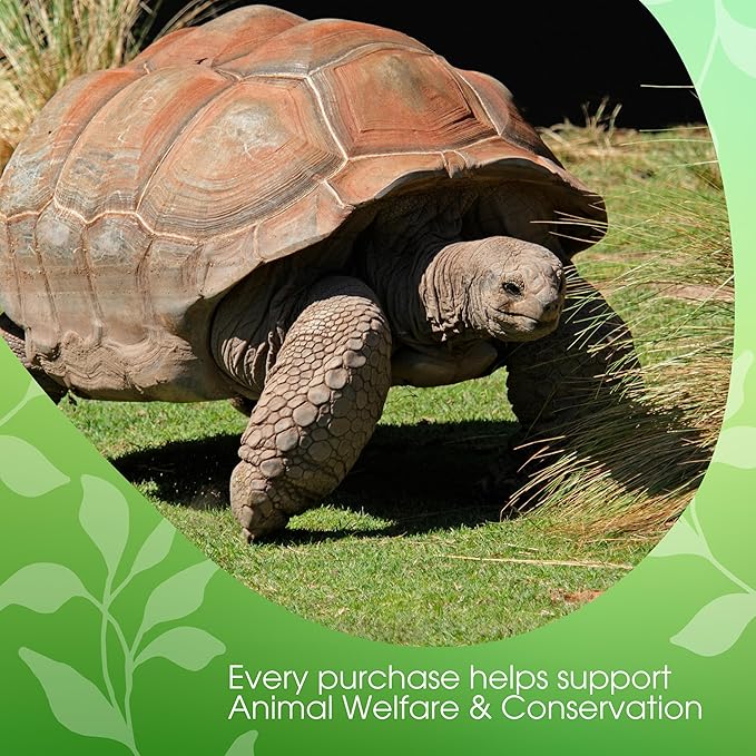 Tortoise Green Tea Chai Tea Latte Mix, 14 Oz, Green Tea, Organic Spices, Dairy Free, Serve Hot or Cold, Just Add Water or Milk, 14 Servings