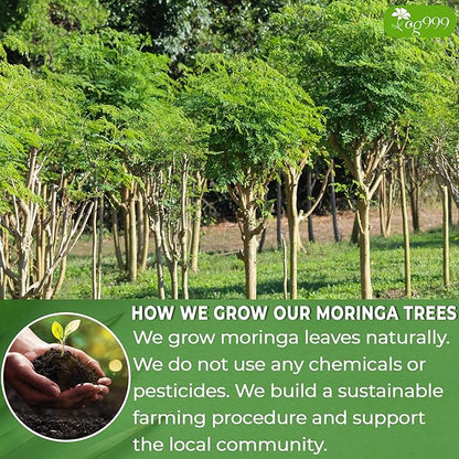 TOG999, Premium 30 Moringa Leaf Tea Bags, 100% Natural & Pure from Moringa Leaves. Loose Leaf Moringa Herbal Tea. Moringa Leaf Tea. No Sugar, No Caffeine, No Gluten, Vegan.