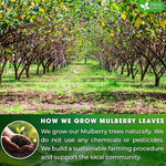 Load image into Gallery viewer, FreshDrinkUS, Permium 8oz Mulberry Leaves, 100% Natural &amp; Pure from Mulberry Leaves, Loose Leaf Herbal Tea, No Additives, No Caffeine, Vegan