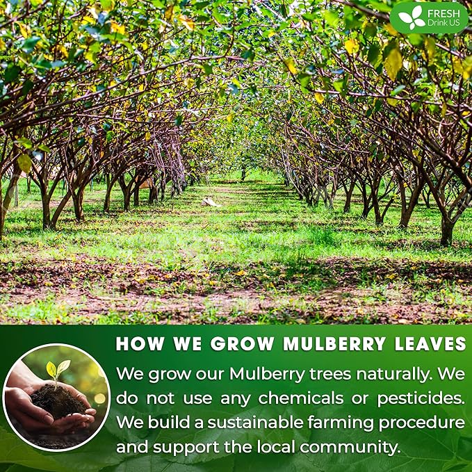 FreshDrinkUS, Permium 8oz Mulberry Leaves, 100% Natural & Pure from Mulberry Leaves, Loose Leaf Herbal Tea, No Additives, No Caffeine, Vegan