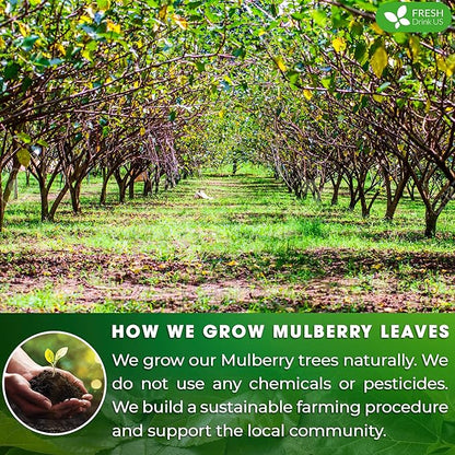 FreshDrinkUS, Permium 16oz Mulberry Leaves, 100% Natural & Pure from Mulberry Leaves, Loose Leaf Herbal Tea, No Additives, No Caffeine, Vegan