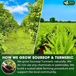 Load image into Gallery viewer, FreshDrinkUS, Premium 40 Soursop Turmeric Tea Bags, 100% Natural, Blend of Soursop Leaves, and Turmeric Root. Made with Natural Material Tea Bags. No Sugar, Vegan.