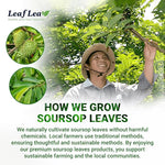 Load image into Gallery viewer, LeafLea 80 Soursop Leaf Tea Bags, from Natural Soursop Leaves (Graviola), Herbal Blend for Wellness, Sour Sop Herbal Tea Individually Wrapped for Freshness, Caffeine-Free, Vegan, No Sugar, Non-GMO