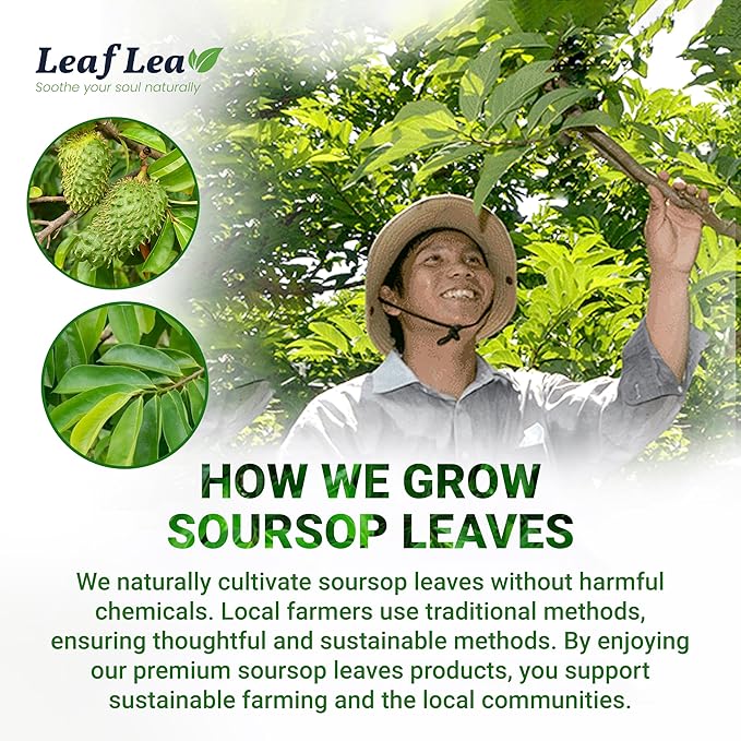 LeafLea 240 Premium Soursop Leaf Tea Bags, 100% Dried Soursop Graviola Leaves with a Smooth, Earthy Flavor, Hoja Guanabana Leaf Herbal Tea Bags for Natural Digestion Support, No Caffeine, Sugar-Free