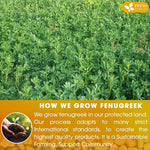 Load image into Gallery viewer, FreshDrinkUS, Premium 120 Fenugreek Tea Bags, 100% Natural &amp; Pure from Fenugreek. Fenugreek Herbal Tea. Made with Natural Material Tea Bags. No Sugar, No Caffeine, No Gluten, Vegan.