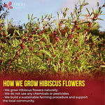 Load image into Gallery viewer, FreshDrinkUS, Premium 140 Hibiscus Flowers Tea Bags, 100% Natural, Handmade &amp; Pure from Hibiscus Flowers. No Sugar/Caffeine/Gluten, Vegan. Tart &amp; Refreshing, Hot or Ice Tea, Great For All Seasons