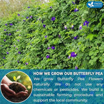 Load image into Gallery viewer, FreshDrinkUS, Premium 55 Tea Bags Blue Butterfly Pea Flowers, 100% Natural and Pure from Butterfly Pea Flowers, Made With Natural Material Tea Bag, No Sugar, No Caffeine, No Gluten, Vegan