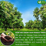 Load image into Gallery viewer, FreshDrinkUS, Premium 100 Mango Leaf Tea Bags, 100% Natural &amp; Pure from Mango Leaves. Loose Leaf Herbal Tea. No Sugar, No Caffeine, No Gluten, Vegan.