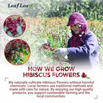 Load image into Gallery viewer, LeafLea Hibiscus Tea Bags – 240 Count, Individually Wrapped, 100% Natural Hibiscus Flower Herbal Tea, Caffeine-Free, Sugar-Free, Non-GMO, Rich in Flavor &amp; Color, Te de Hibisco, Jamaica Tea (Pack of 6)