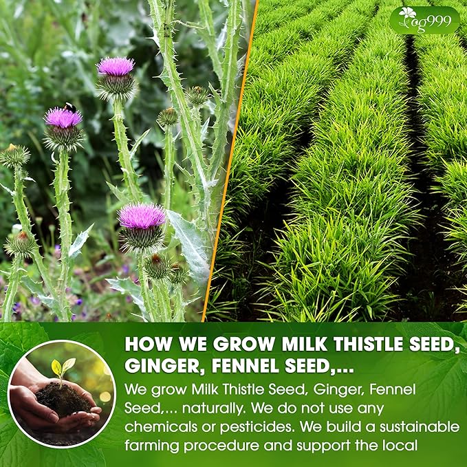 TOG999, Premium Stomach & Liver Herbal Tea – 60 Tea Bags – Milk Thistle Seed, Ginger, Fennel, Peppermint & Licorice – Caffeine-Free – Soothing & Refreshing Herbal Blend for Daily Enjoyment