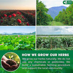 Load image into Gallery viewer, FRESHDRINKUS, 15 Packs of Oil Reducing Tea, Oil Cleansing for Liver, 10 Herbal Ingredients, Traditional Recipe Tea for Liver, 100% Natural, Easy Brewing, Steep Repeatedly (15 Packs)