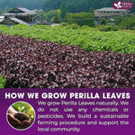 Load image into Gallery viewer, FreshDrinkUS, Premium Perilla Leaf Tea – 40 Tea Bags | 100% Pure Perilla Leaves | Caffeine-Free, Non-GMO, Natural Packaging | Herbal Tea Bags for Daily Enjoyment. Gluten-Free. Sugar-Free. Vegan