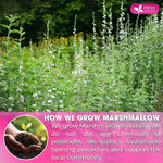 Load image into Gallery viewer, FreshDrinkUS, Premium 75 Marshmallow Root and Leaf Tea Bags, 100% Natural &amp; Pure. Loose Leaf Marshmallow Herbal Tea. Made with Eco-Conscious Tea Bags. No Sugar, No Caffeine, No Gluten, Vegan.