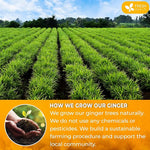 Load image into Gallery viewer, FreshDrinkUS, Premium 10oz Natural Ginger Roots, Cut and Sifted, 100% Natural &amp; Pure from Ginger Roots, Ginger Tea, Ginger Loose Herbal Tea, No Additives, No Caffeine, Vegan