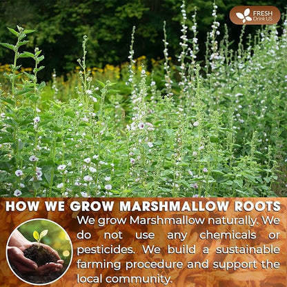 FreshDrinkUS, Premium 55 Marshmallow Root Tea Bags, 100% Natural & Pure from Marshmallow Root, Eco-Conscious Tea Bags, Marshmallow Root Herbal Tea. No Sugar, No Caffeine, No Gluten, Vegan.