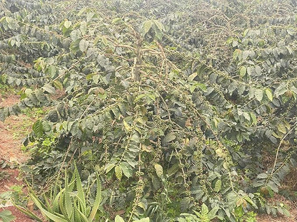 Kenya AA Grade Roasted Arabica Coffee Beans from Kenyan Highlands - 100% Pure Roasted Coffee Beans - Dark Roast Whole Beans, 2 LB